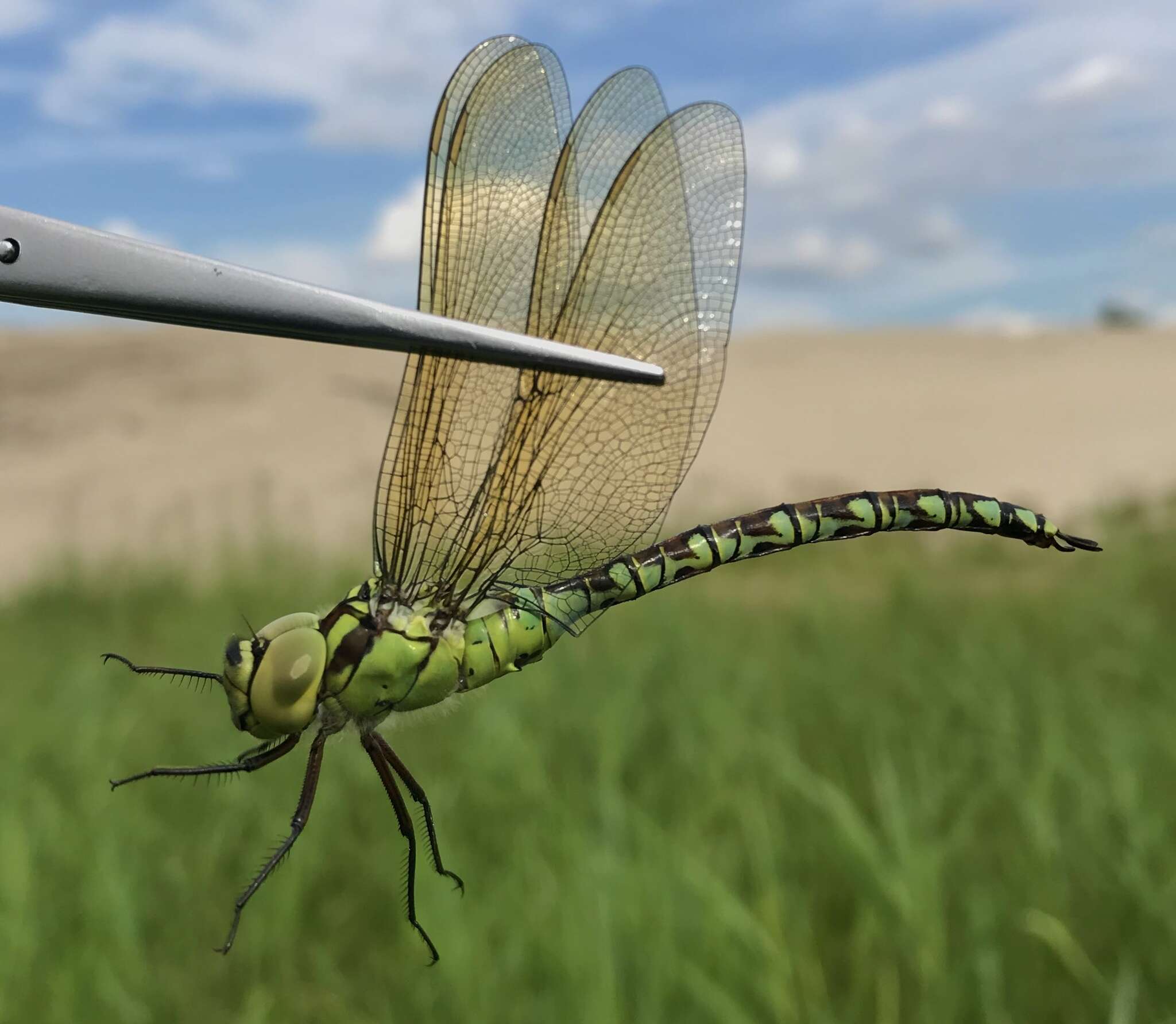 Image of Green Hawker