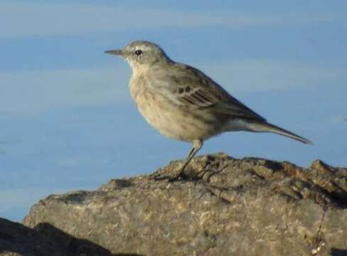 Anthus spinoletta spinoletta (Linnaeus 1758) resmi