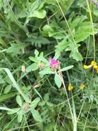 Imagem de Trifolium medium L.