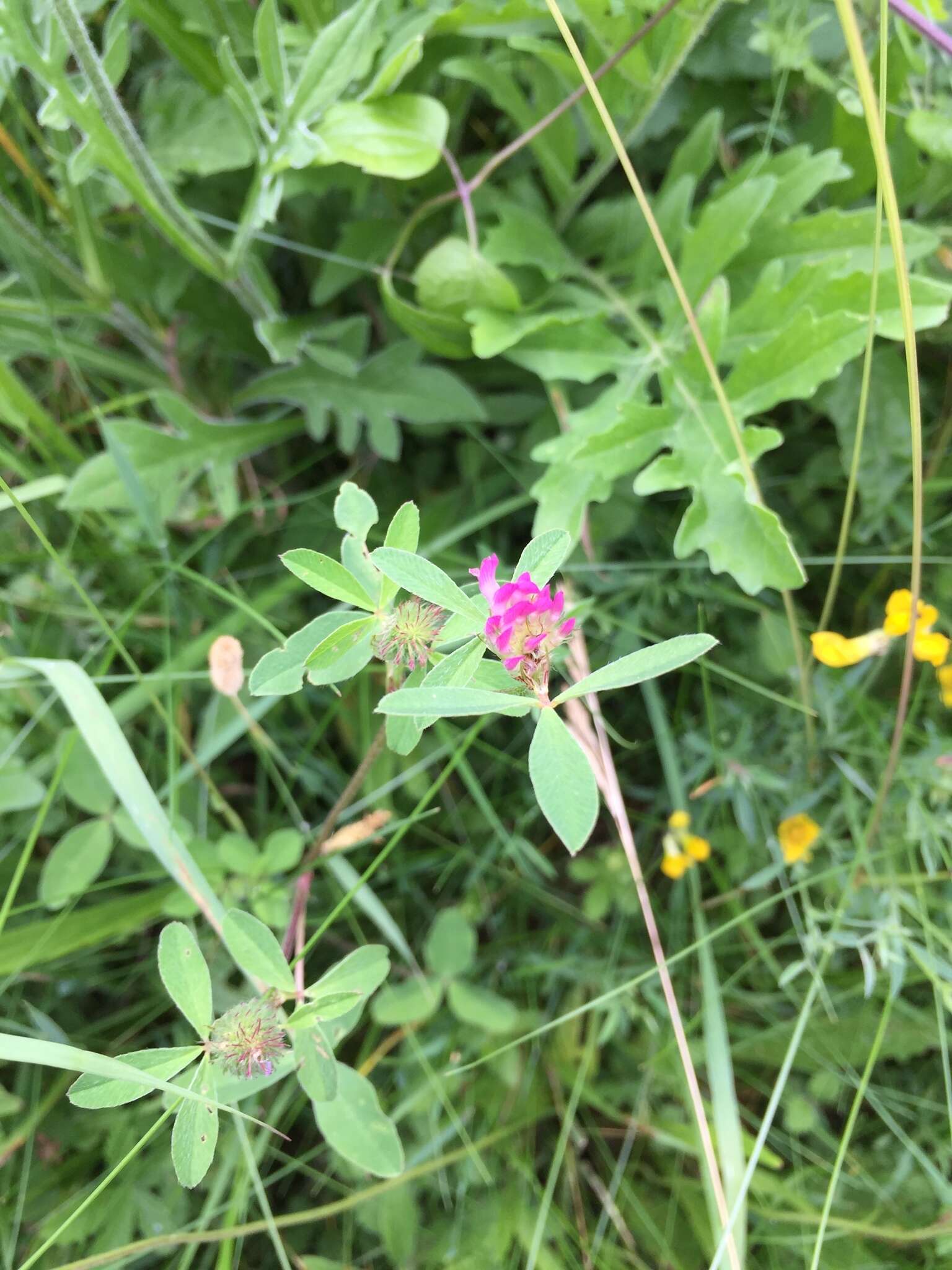 Imagem de Trifolium medium L.