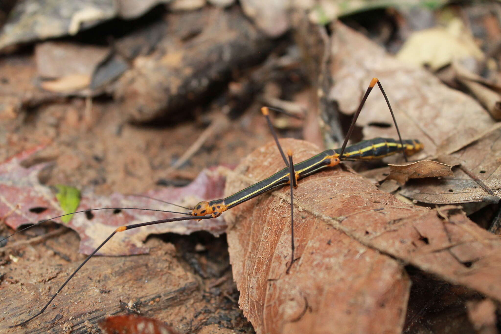 صورة Oreophoetes peruana (Saussure 1868)