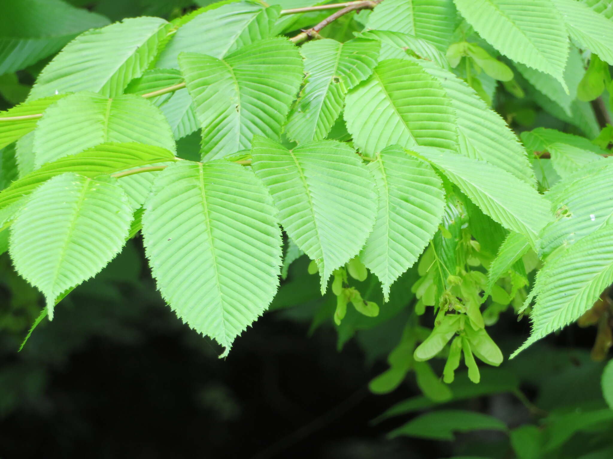 Imagem de Acer carpinifolium Sieb. & Zucc.