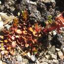 Image of Epilobium tasmanicum Hausskn.