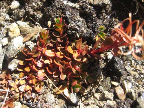 Imagem de Epilobium tasmanicum Hausskn.