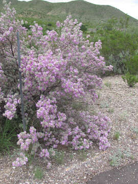 Image de Leucophyllum frutescens (Berl.) I. M. Johnston