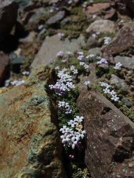 Image de Junellia uniflora (Phil.) Moldenke