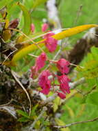 Image of Rodriguezia lanceolata Ruiz & Pav.
