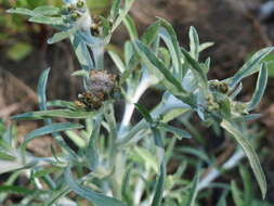 Image of Low cudweed