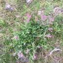 Image of Senecio conyzifolius Baker