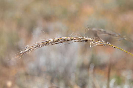 Image of Austrostipa setacea (R. Br.) S. W. L. Jacobs & J. Everett