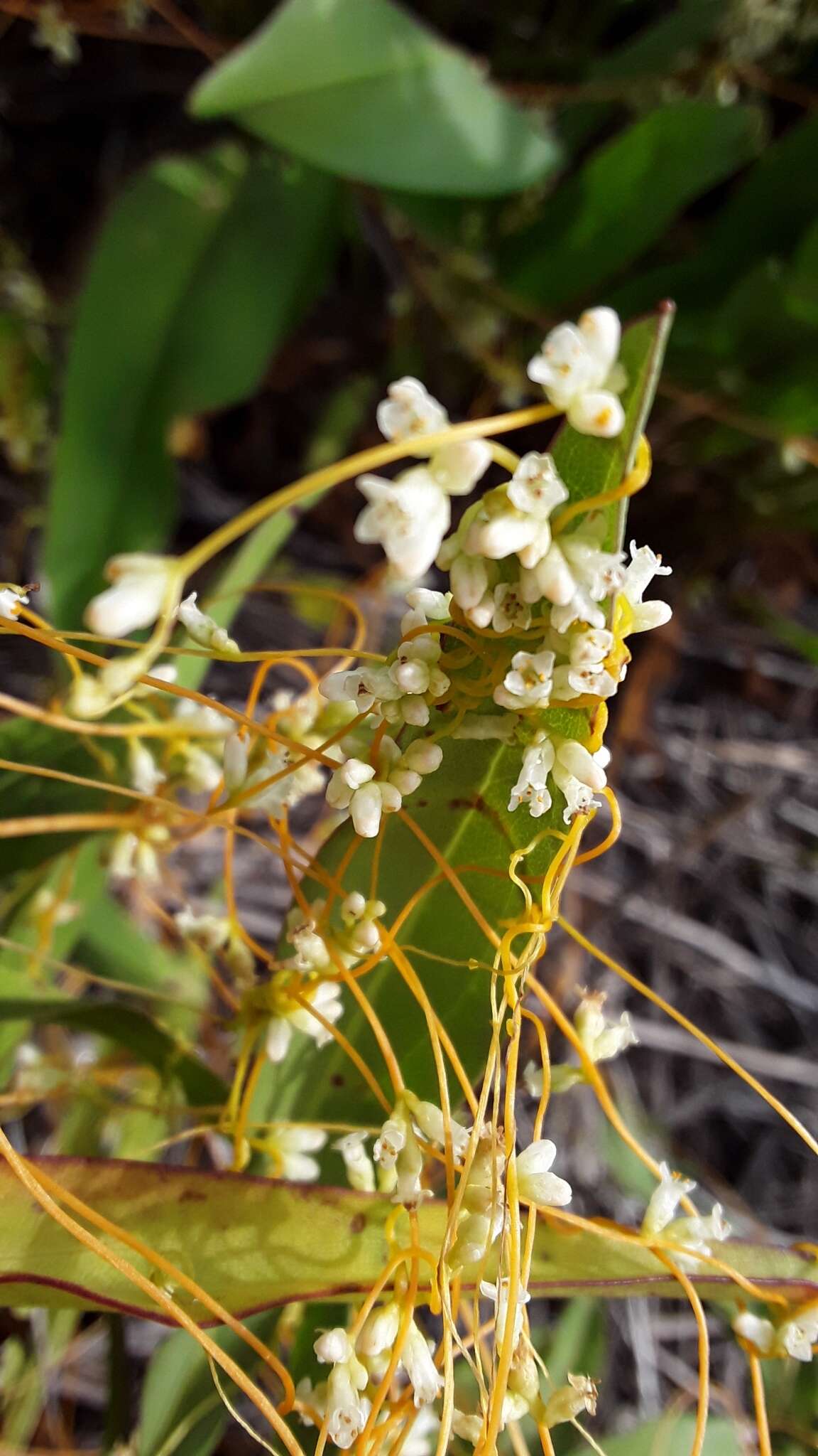 Image of buttonbush dodder