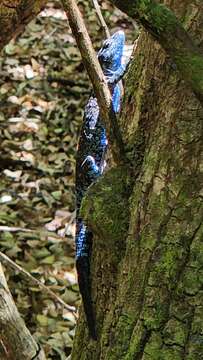 Image of Socorro Island Tree Lizard