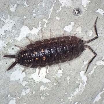 Imagem de Porcellio ornatus Milne Edwards 1840