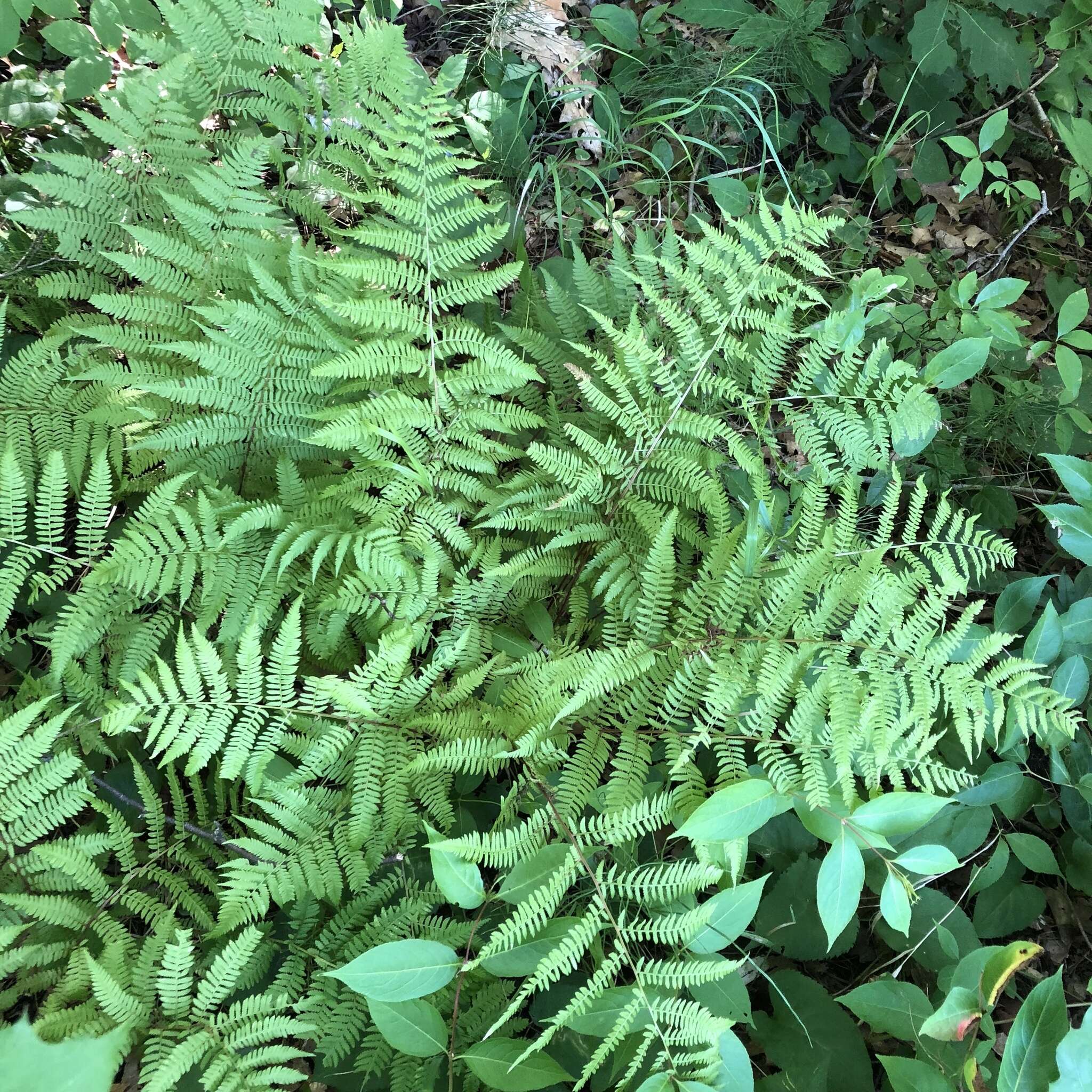 Athyrium asplenioides var. angustum (Willd.) T. Moore resmi