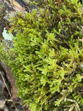 Image of forsstroemia moss