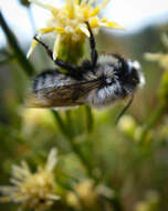 Image of Megachile saulcyi Guérin-Méneville 1845