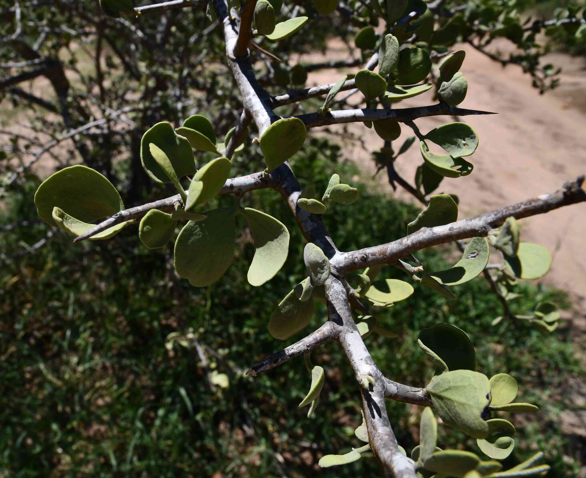 Image of Balanites pedicellaris Mildbraed & Schlechter