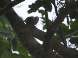 Sivun Zosterops leucophaeus (Hartlaub 1857) kuva