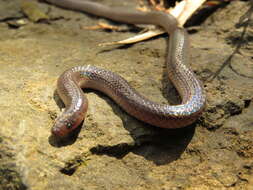 Image of Peters' Earth Snake