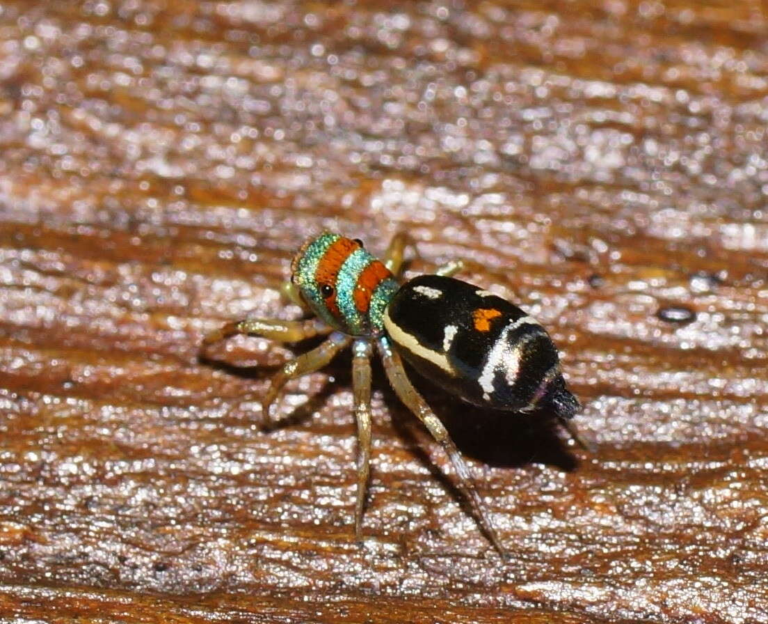 Image of Blue-banded Jumping Spider