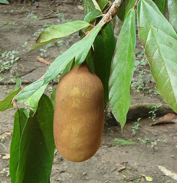 Image of copoasu