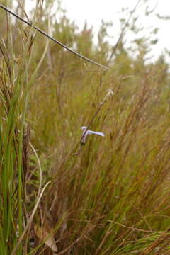 Image of Lobelia dasyphylla E. Wimm.