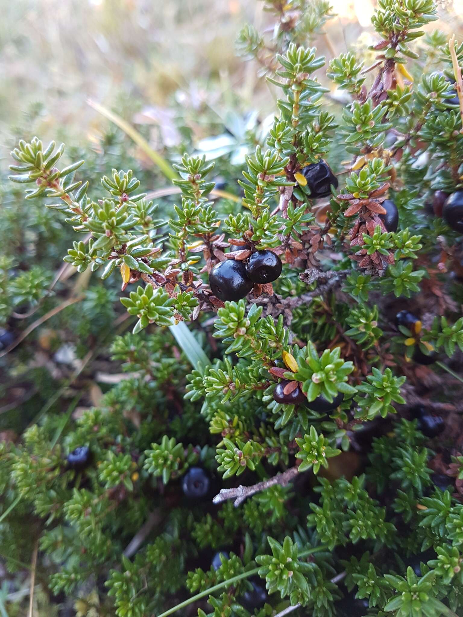 Image of black crowberry