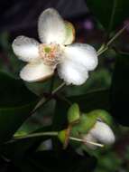 Image of wild guava