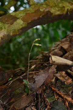 Image of Cheirostylis clibborndyeri S. Y. Hu & Barretto