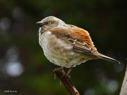 Image of Kenya Rufous-Sparrow