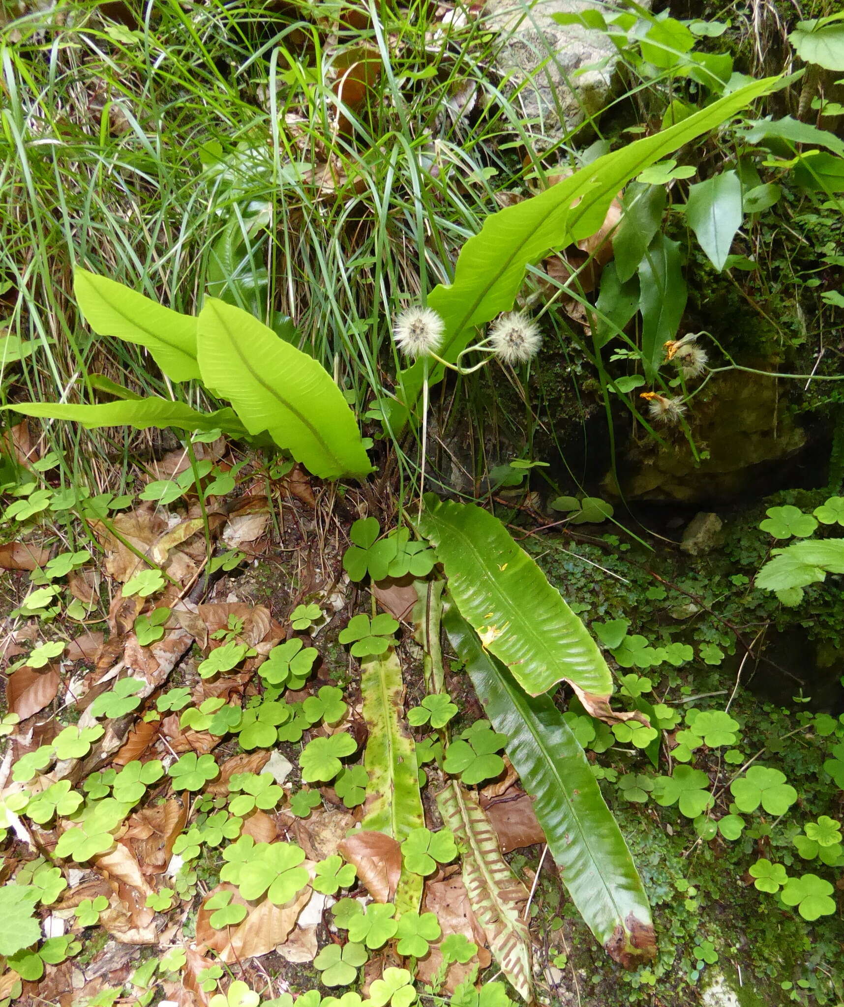 Image of Hart's tonguefern