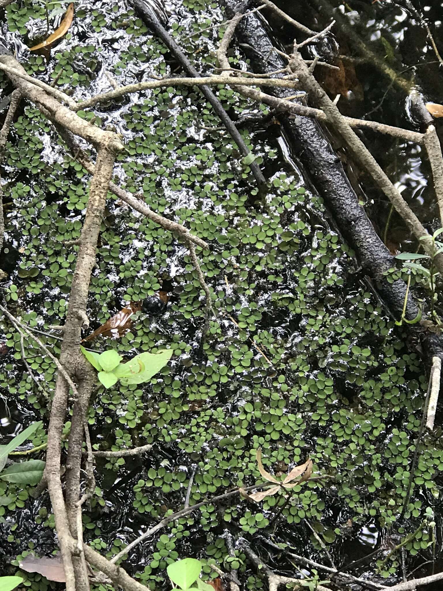 Image of water spangles