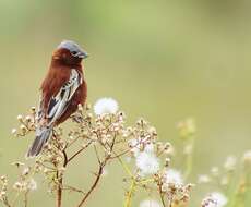 Слика од Sporophila cinnamomea (Lafresnaye 1839)