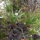 Image of Drimia juncifolia