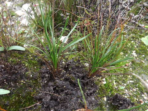 Image of Drimia juncifolia