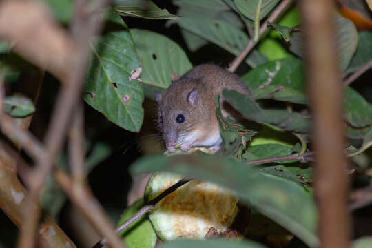 Image of Melomys Thomas 1922