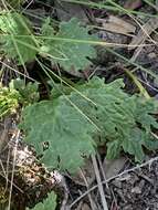 Image of Gander's ragwort