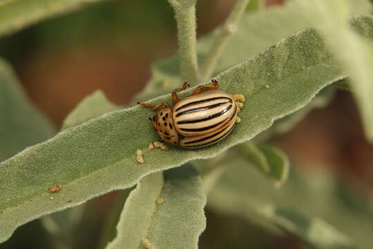 Image of Texas Potato Beetle