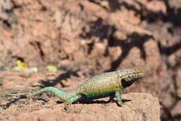Image of Hunsaker's Spiny Lizard