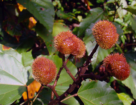 Image of <i>Bixa urucurana</i> Willd.