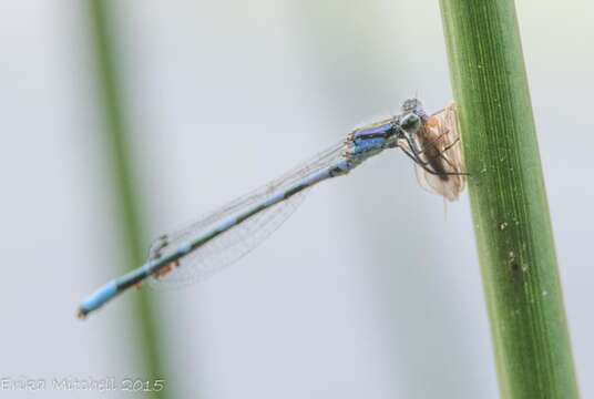 Image of Little Bluet