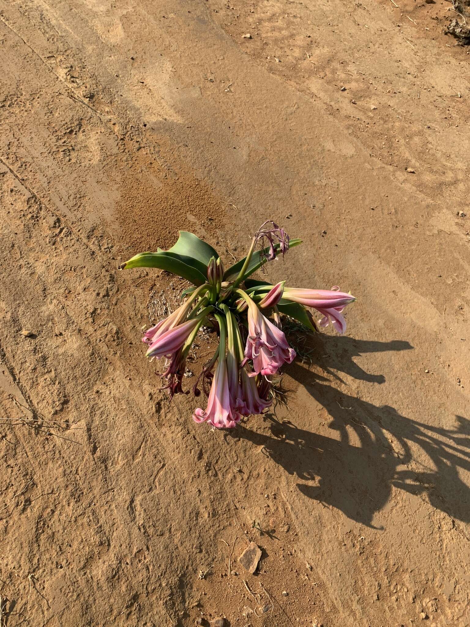 Image de Crinum graminicola I. Verd.