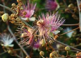 Capparis zeylanica L. resmi