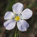 Image of Linum lewisii var. lewisii