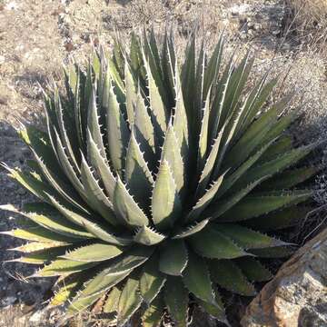 Image of Agave horrida Lem. ex Jacobi