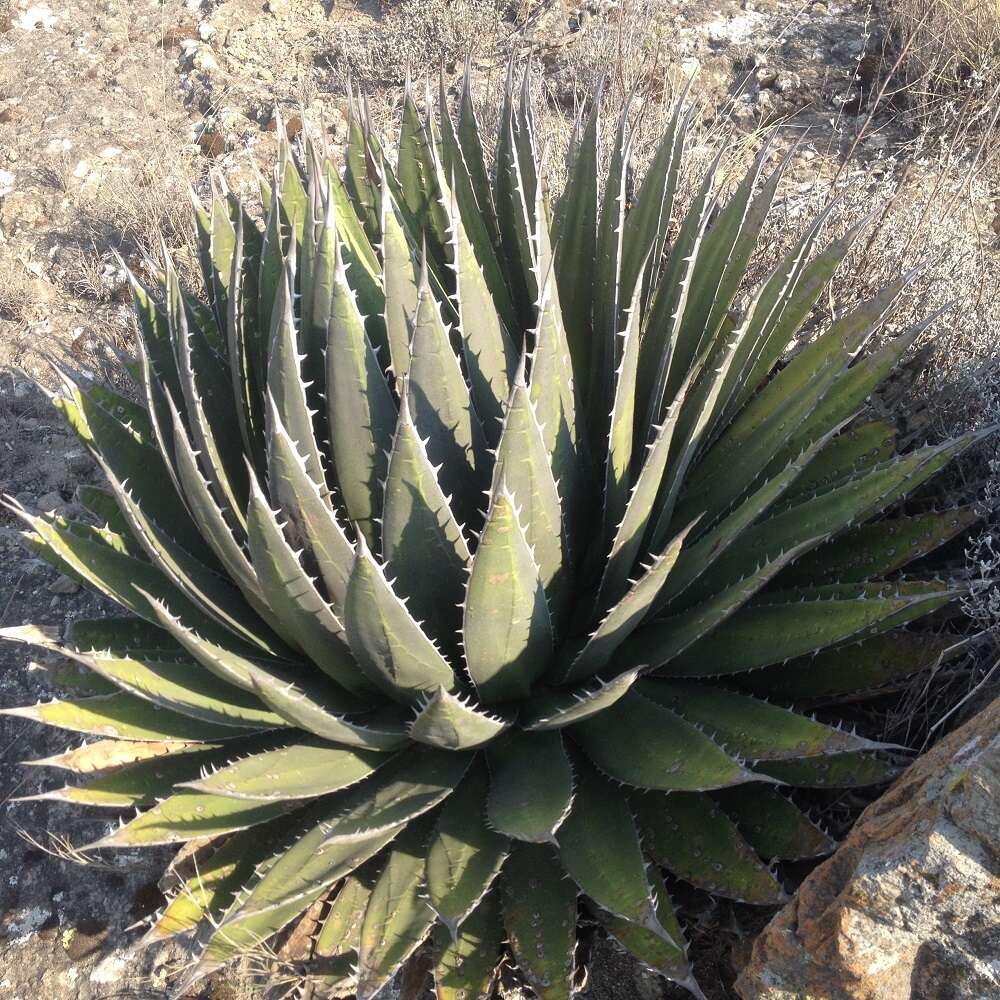 Agave horrida Lem. ex Jacobi resmi