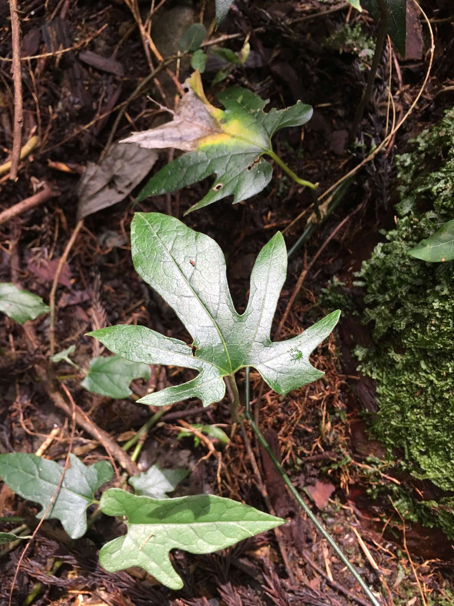 Image de Aristolochia cucurbitifolia Hayata