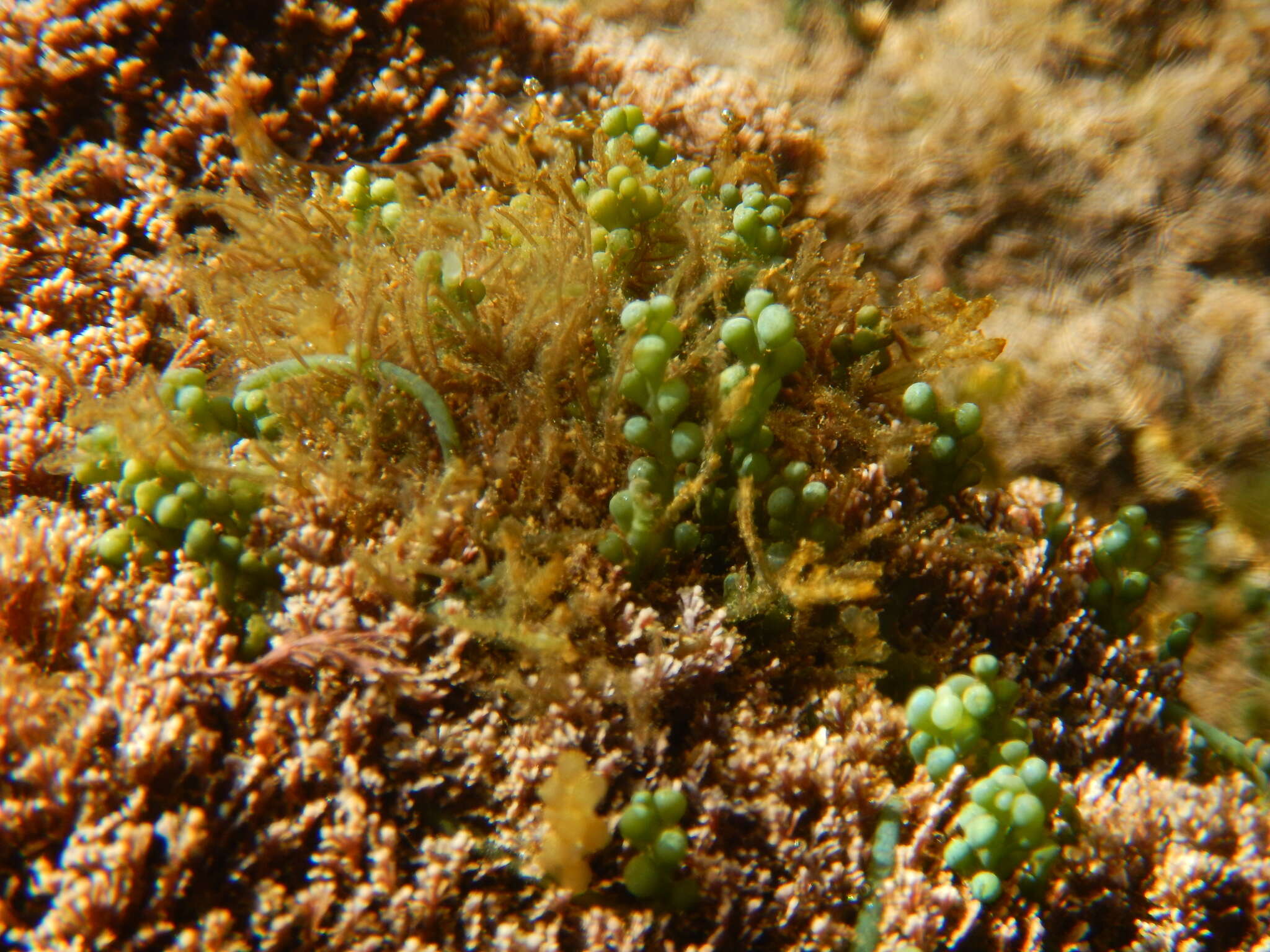 Image of Caulerpa cylindracea