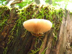 Слика од Crepidotus applanatus (Pers.) P. Kumm. 1871