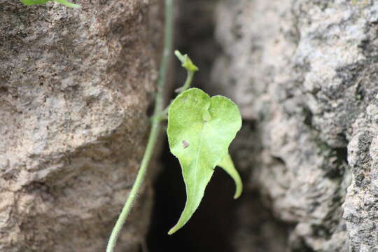 Image of Matelea ojadapantha